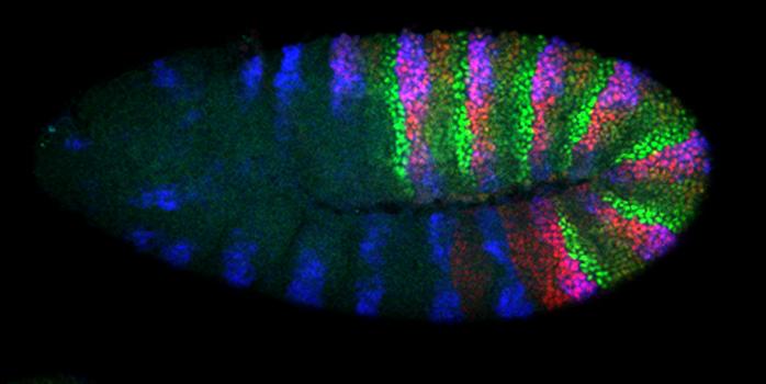 A germband extended Drosophila embryo