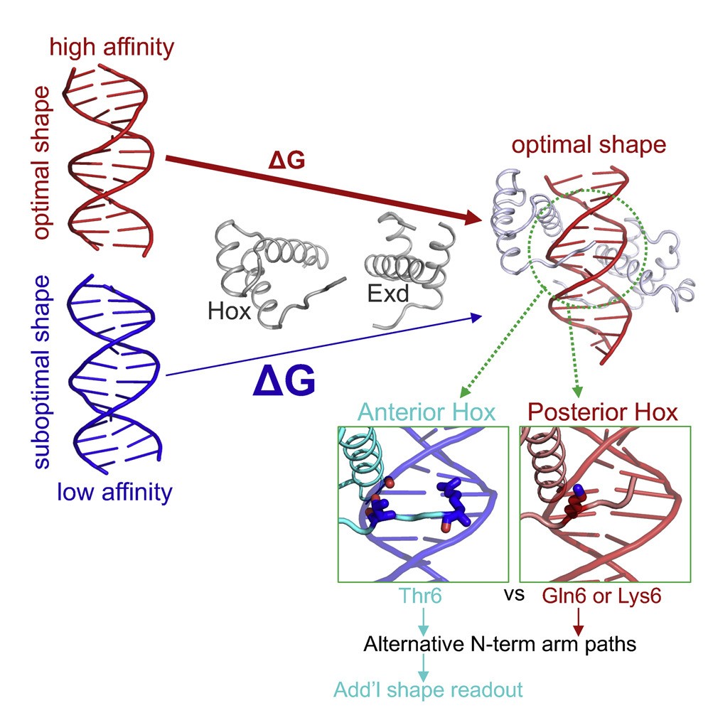 Graphical abstract showing how DNA shape influences affinity