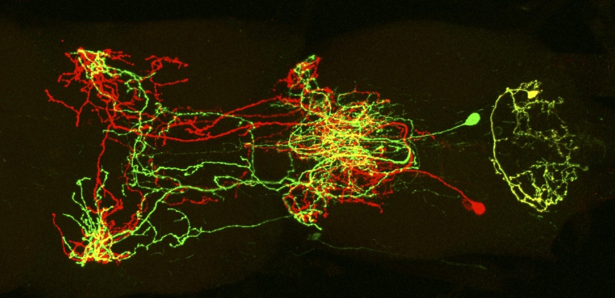 Single serotonergic neurons in the fly VNC