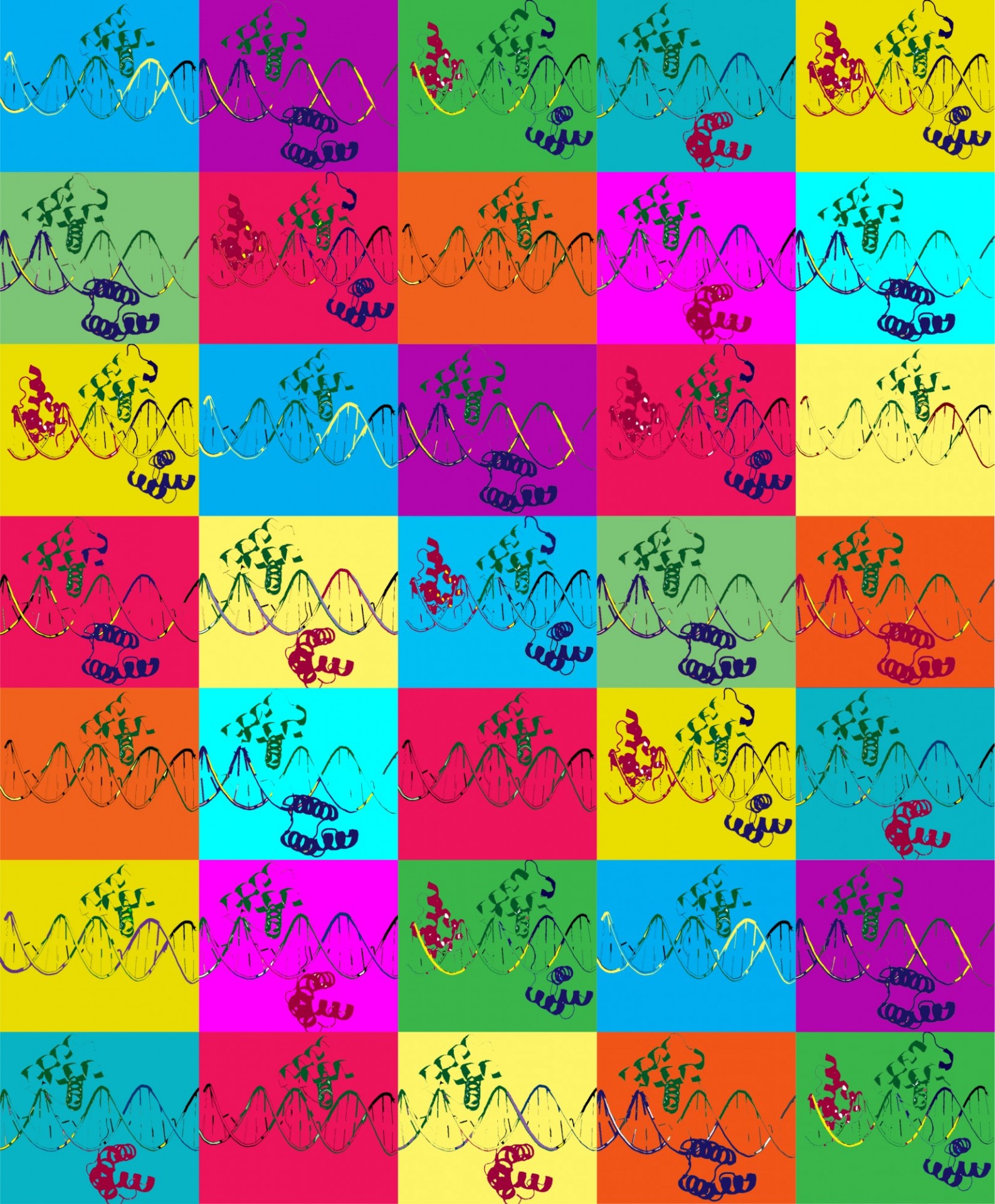 A variety of protein-DNA structures can form between Hox-Exd-DNA