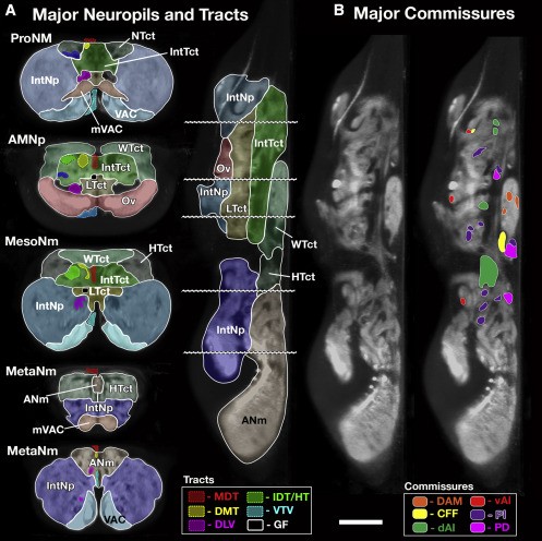 Major neuropils and organization of the Drosophila Ventral Nerve Cord