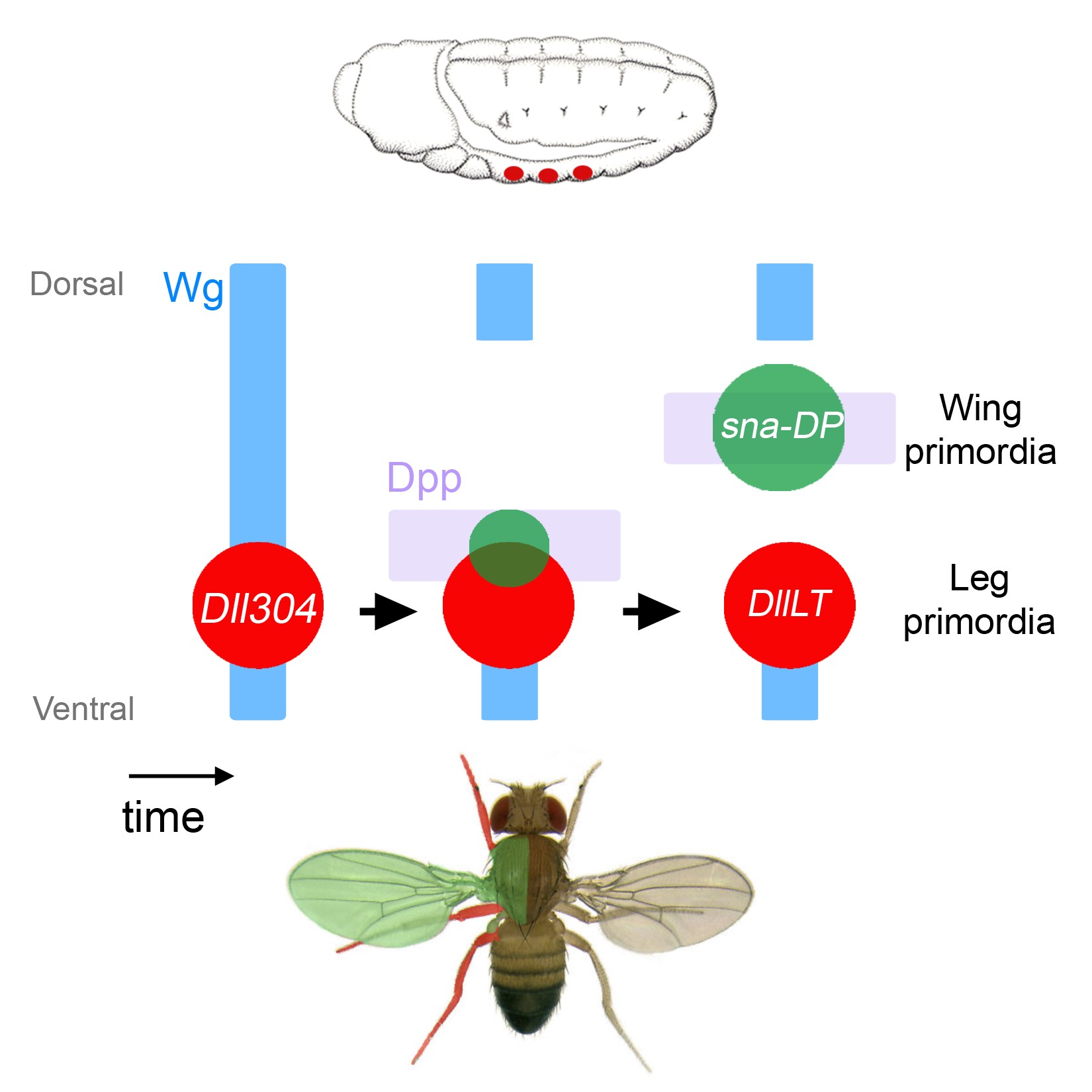 Origins of the Drosophila wing