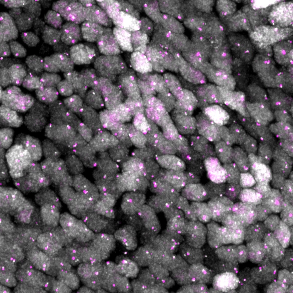 An example of fluorescent labeling of endogenous loci