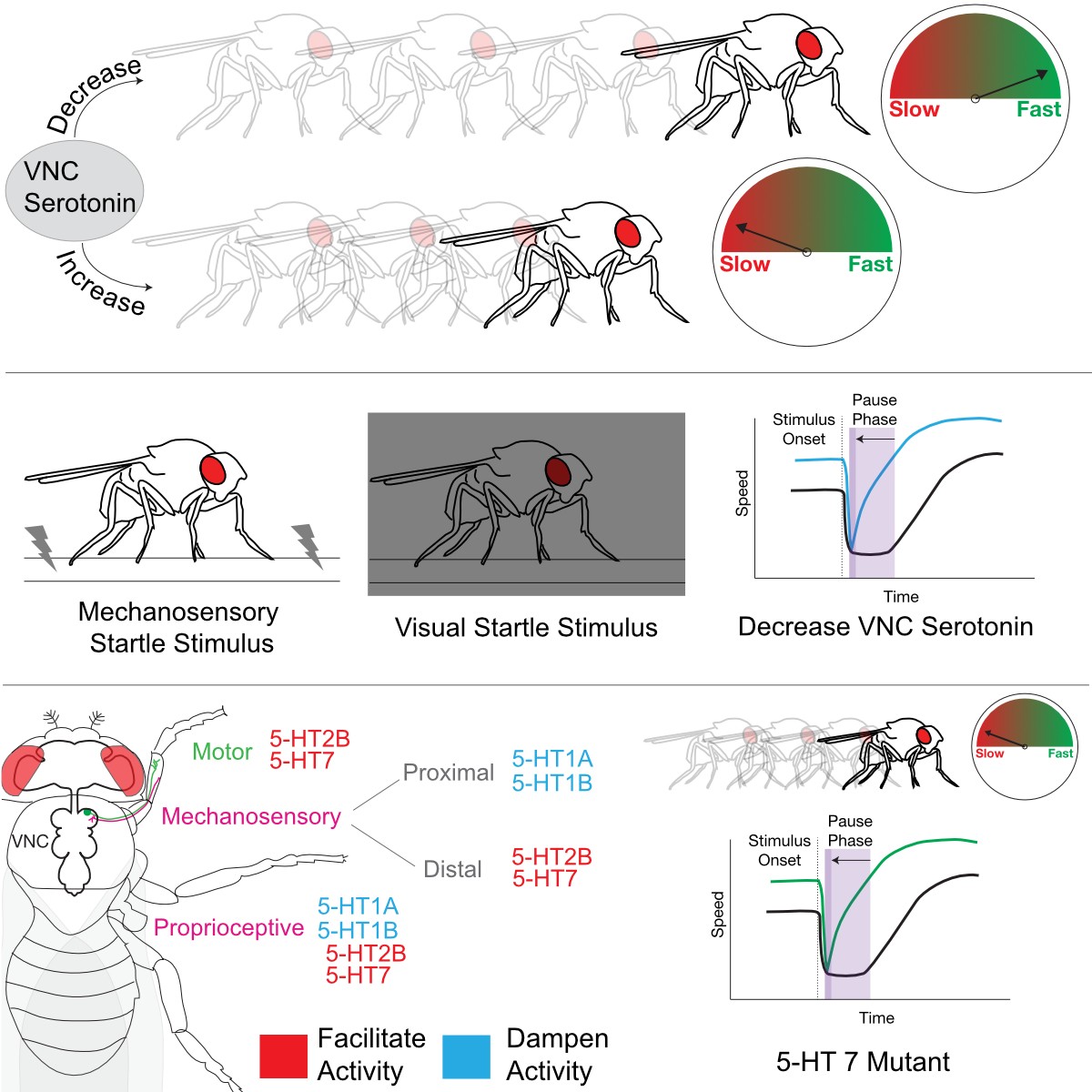 A summary showing the effects of serotonin on walking