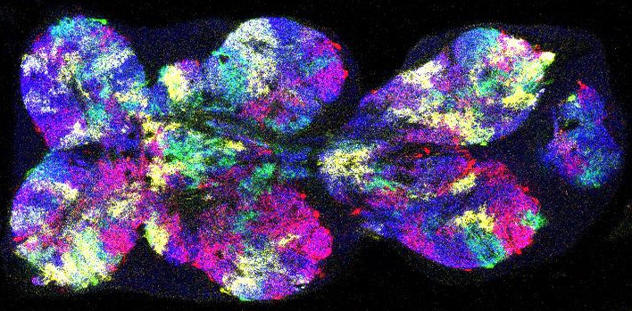 Stochastic flybow labeling of individual neuropil glia