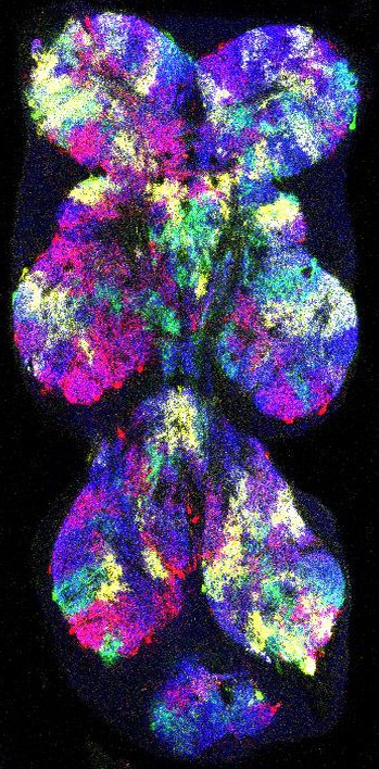 Adult Drosophila VNC with individual neuropil glia stochastically labeled