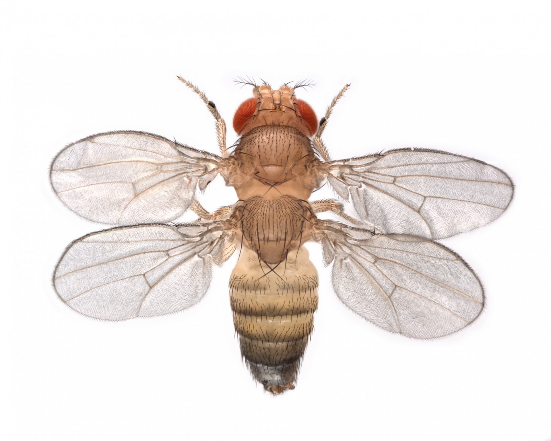 bithorax fly; photo credit: Nicolas Gompel