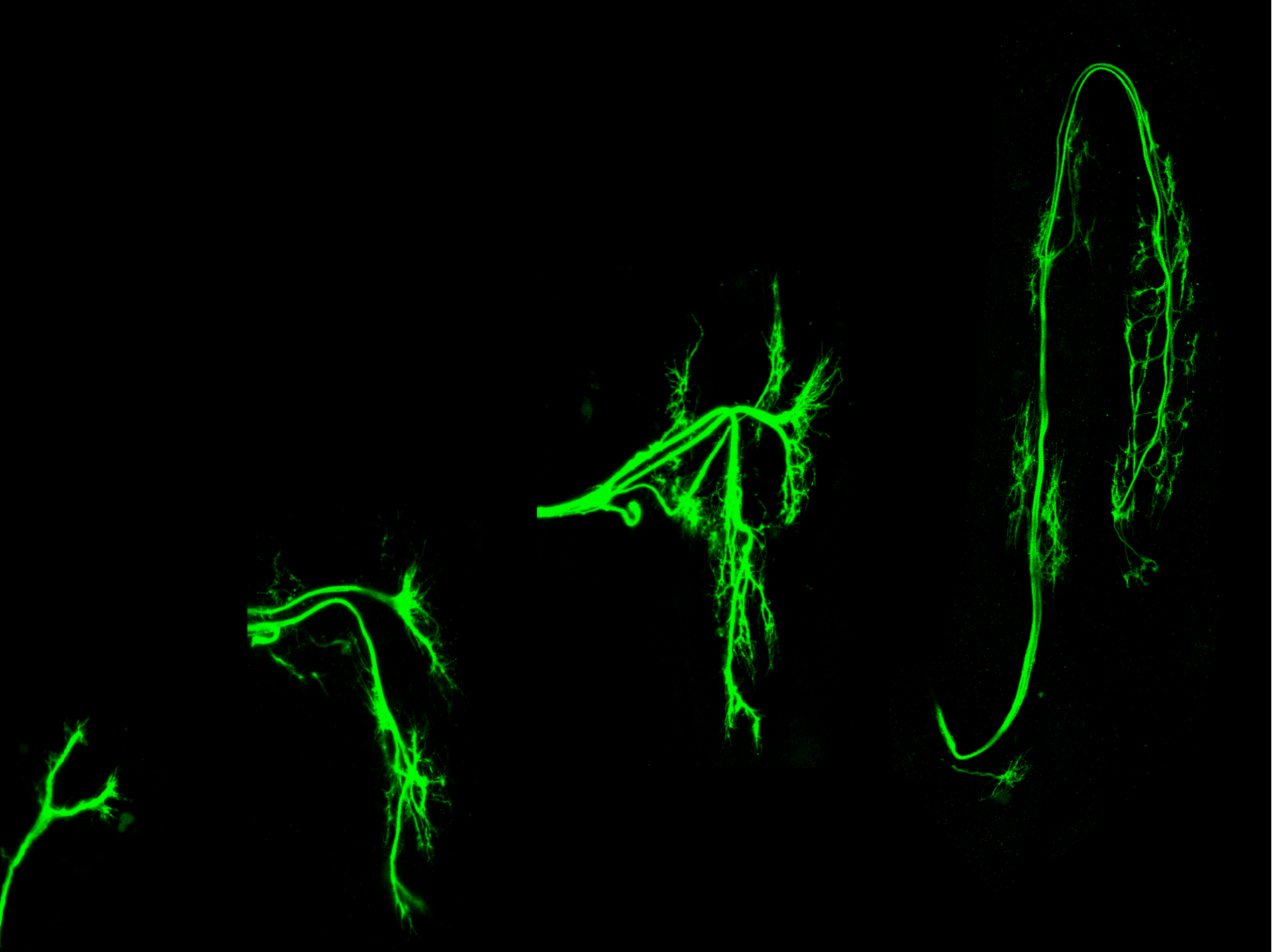 motor neuron time course