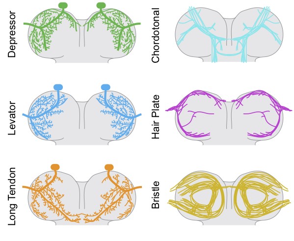 examples of neuron types in the fly VNC