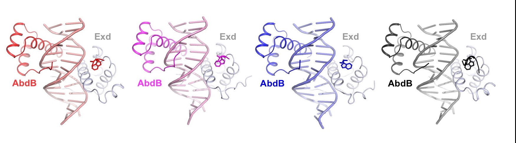 Four x-ray structures of AbdB-Exd bound to four different binding sites