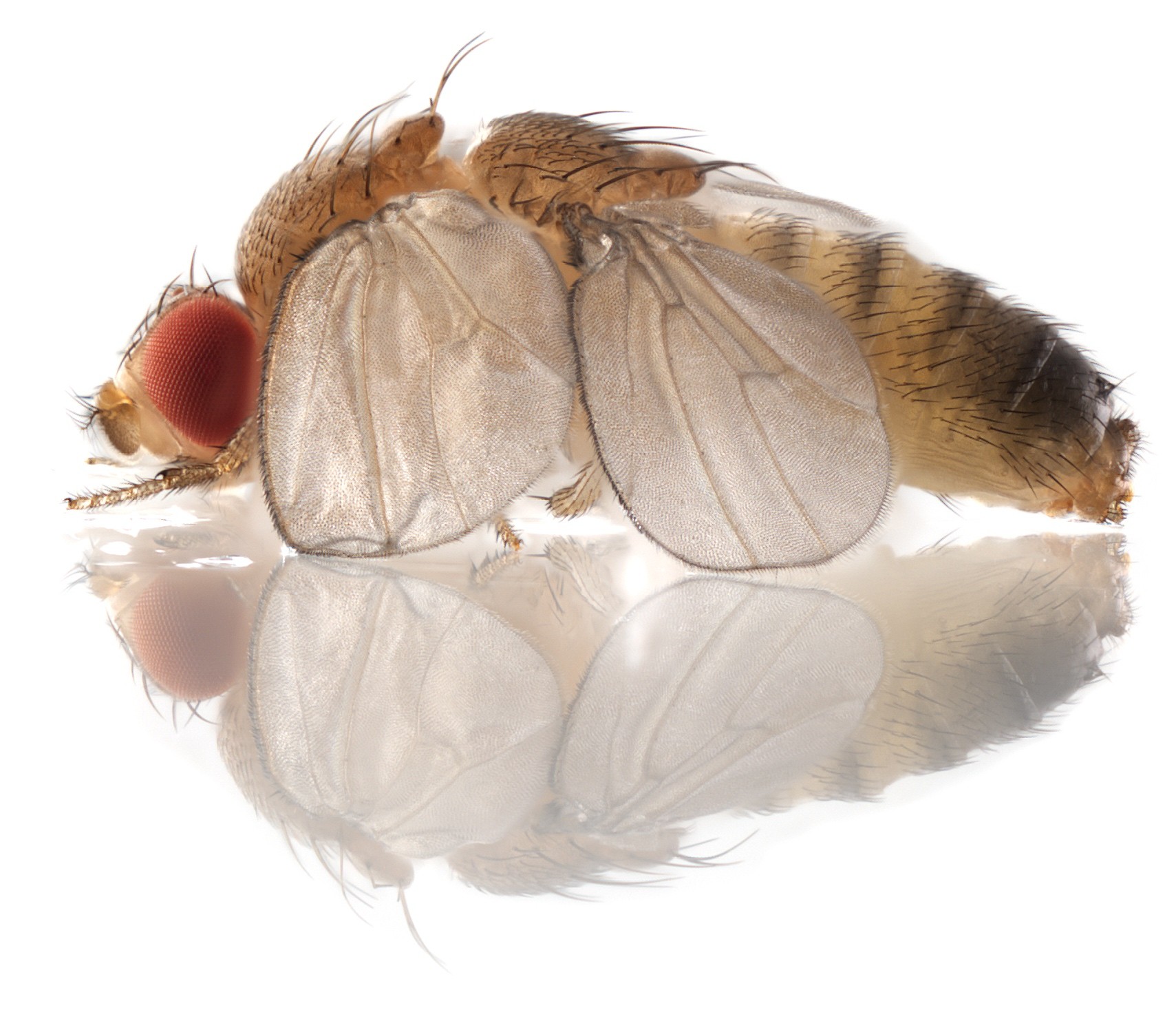 bithorax fly side view; photo by Nicolas Gompel