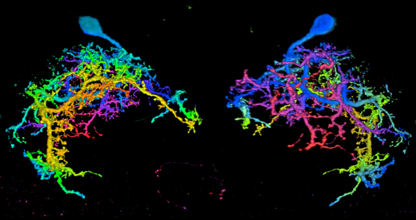 dendrites color coded according to DV depth for a tarsal depressor MN