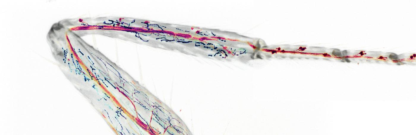 Vglut Leg White Background