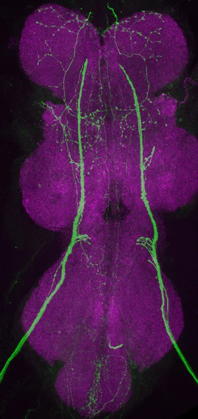 VNC image1