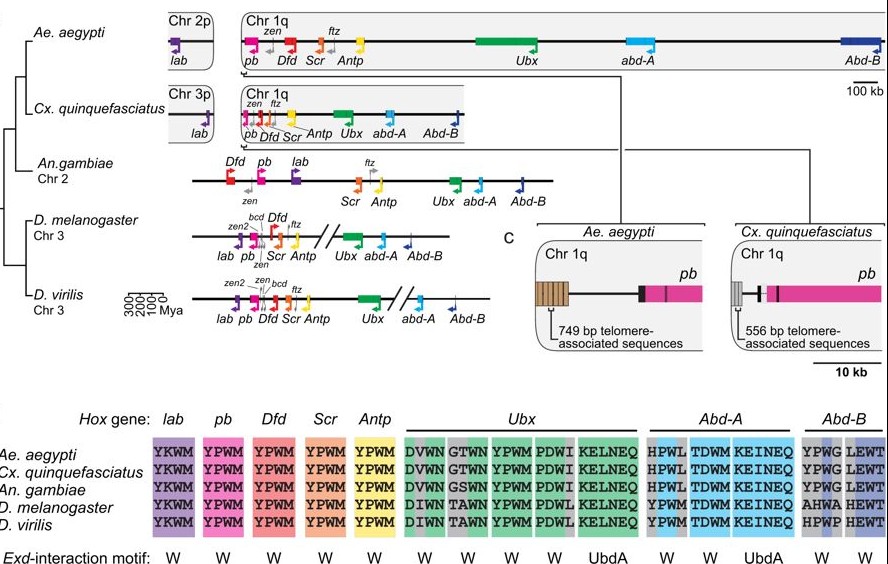 Hox complexes in A. aegypti (our contribution)