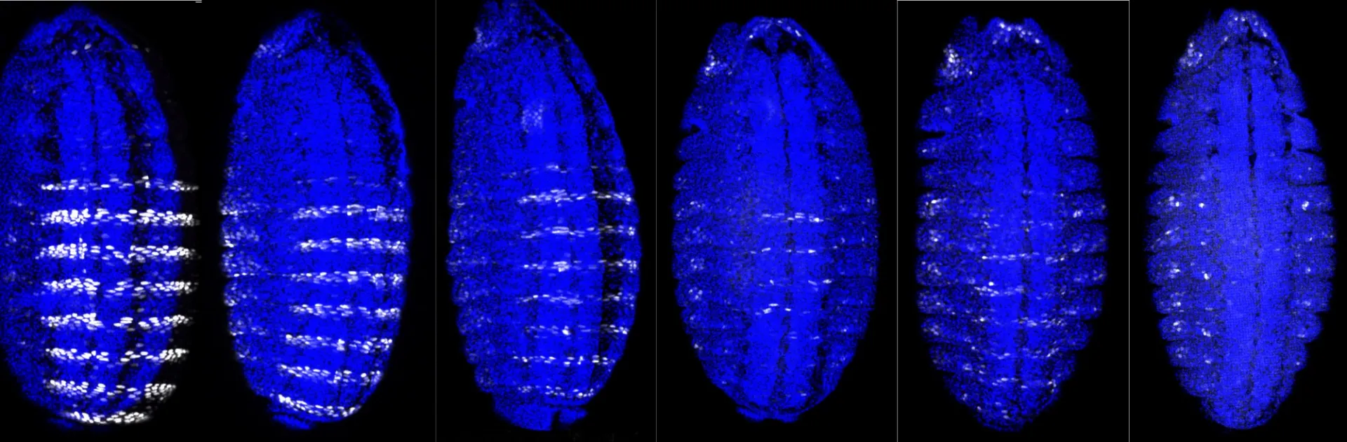 Series of embryos with Hox-Exd binding sites successively mutated in a reporter gene
