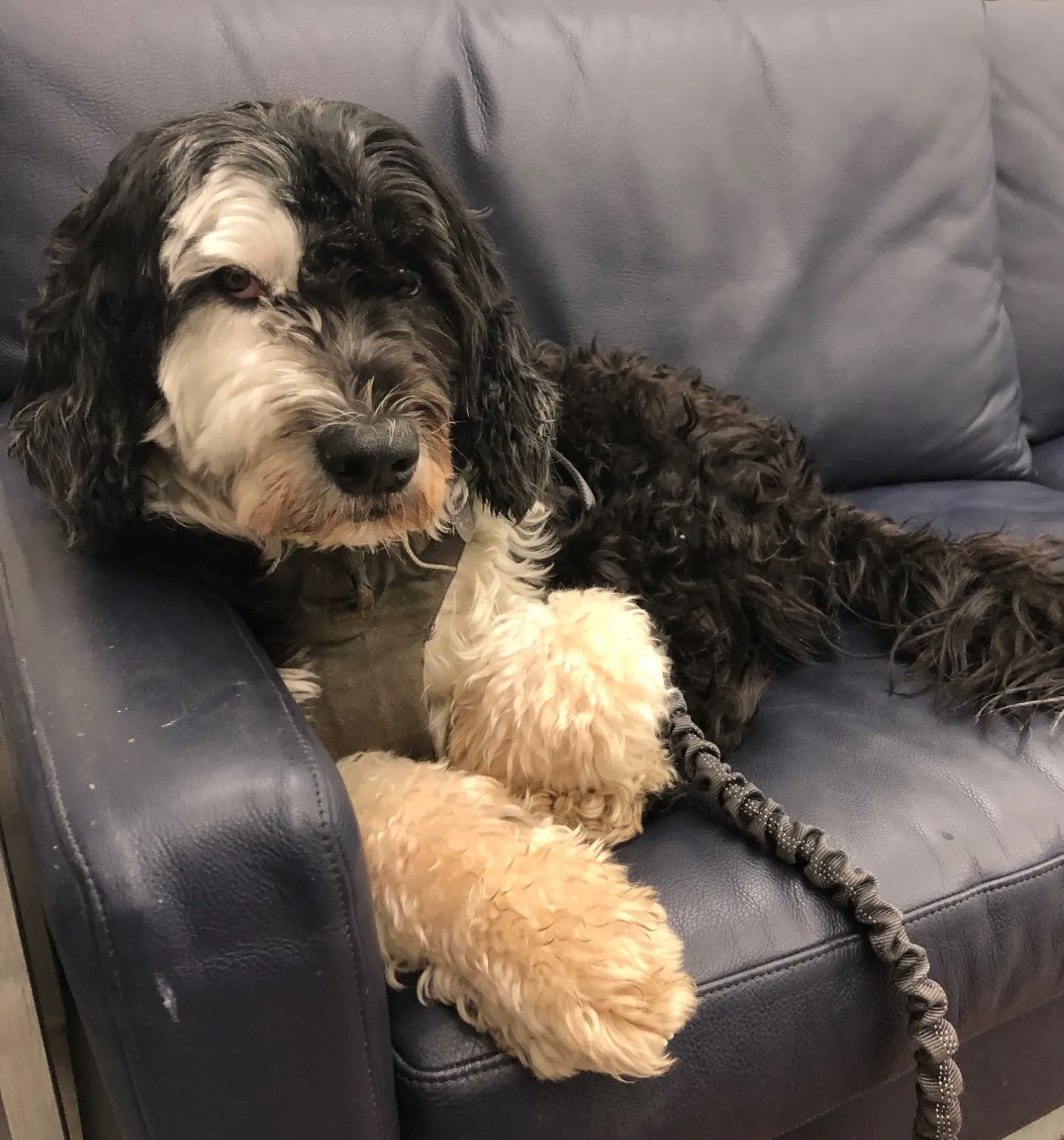 Teddy waiting for his next patient
