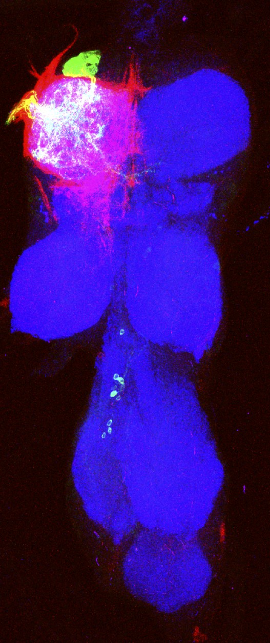 A single stem cell clone in which both motor neurons (green) and glia (red) are labeled