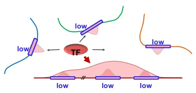 Schematic of low affinity binding sites in a TF hub