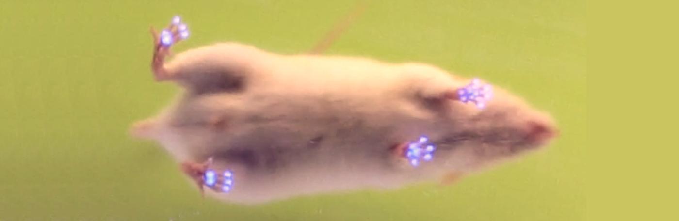 Mouse FTIR Lighter Long