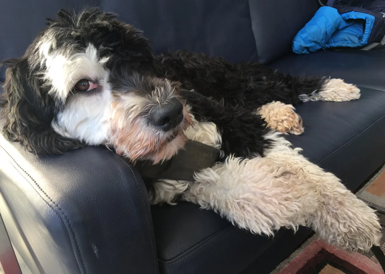 teddy on couch